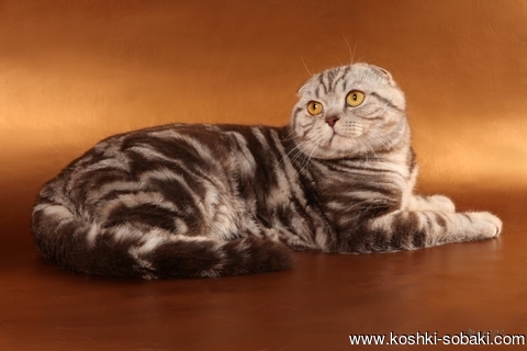 Шотландская вислоухая кошка шоколадного окраса фото